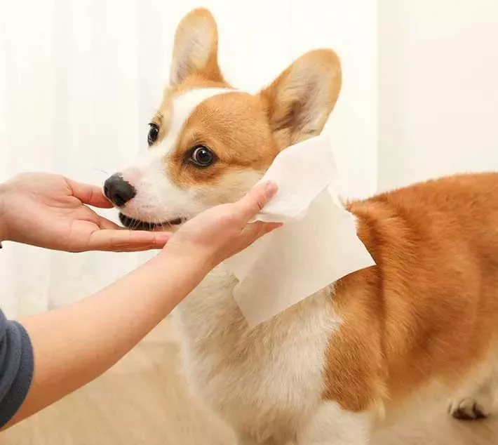 Șervețele de curățare a animalelor de companie - o alegere convenabilă pentru îngrijirea animalelor de companie