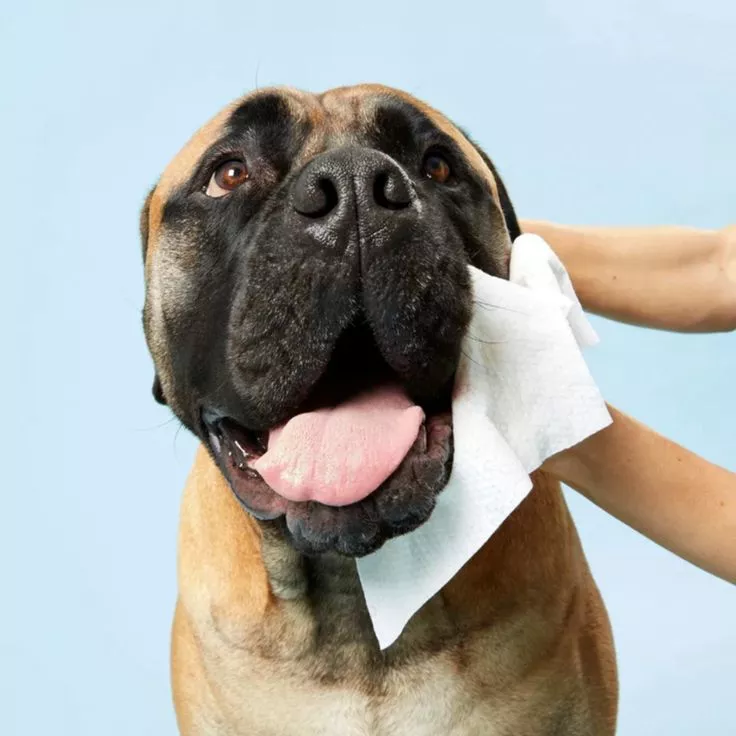 Șervețele pentru animale de companie ieftine